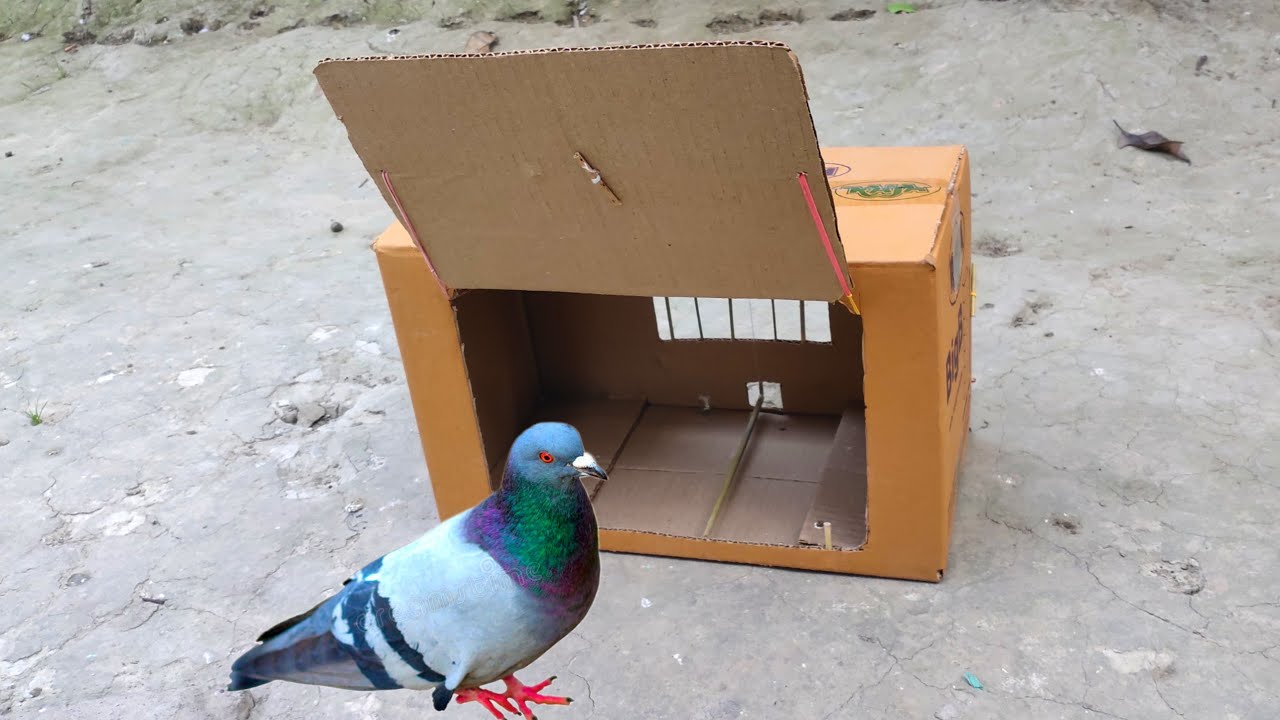 Creative Quick Bird Trap Using Cardboard Box And Wood // Easy DIY Unique Pigeon Trap 2025