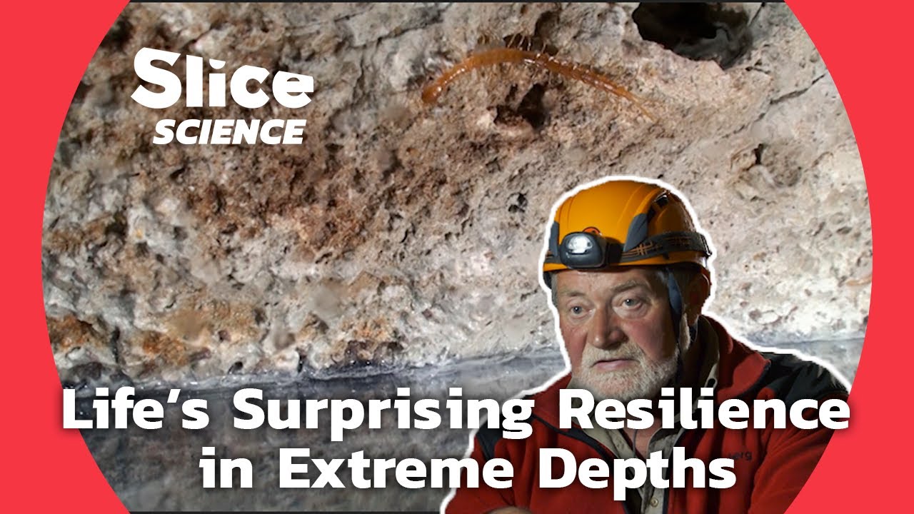 How can fauna thrive without light and oxygen? Exploring Chemosynthesis | SLICE SCIENCE