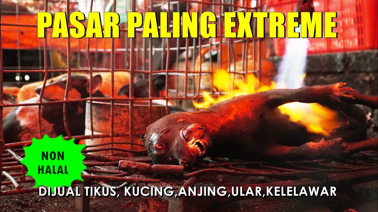 Semua Yang Punya Kaki Dijual Disini ll PASAR EXTREME  TOMOHON