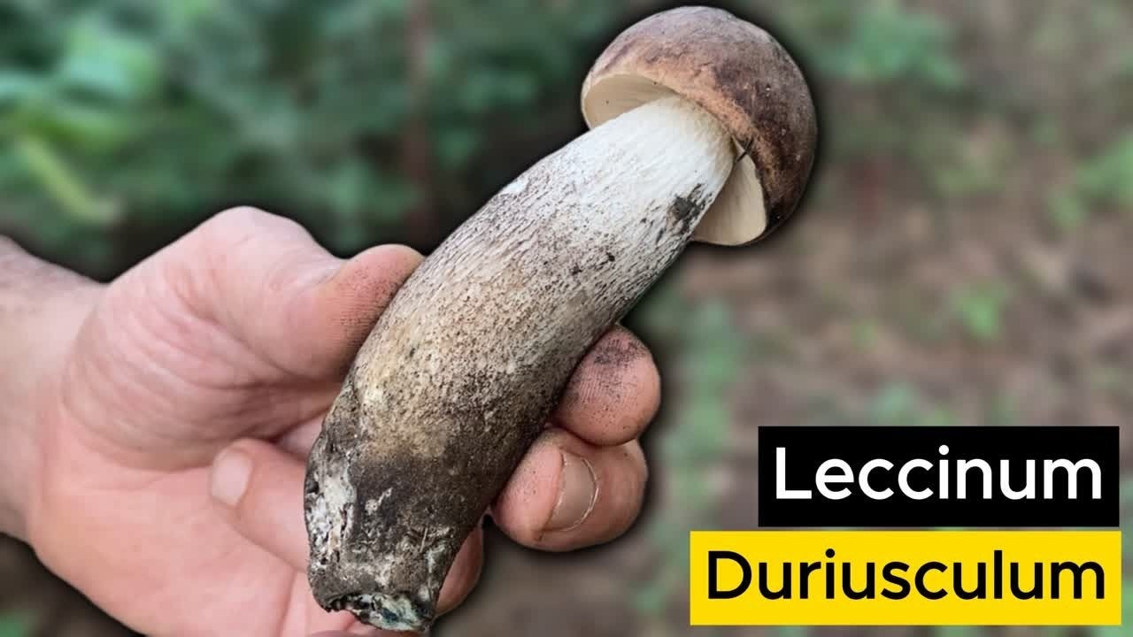 Diventa blu quando lo tagli: non è un Porcino, ma in molti si sbagliano 🍄