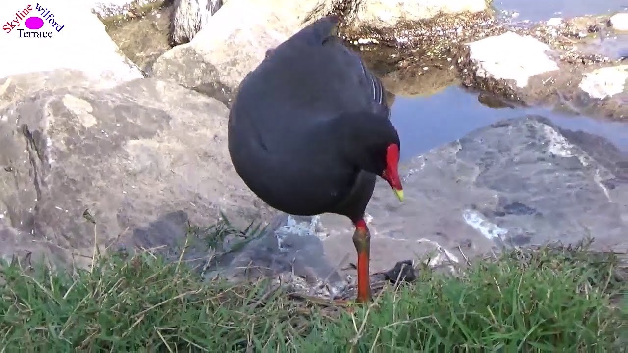 Hard life of disabled birds#1: A one leg moorhen raising a baby