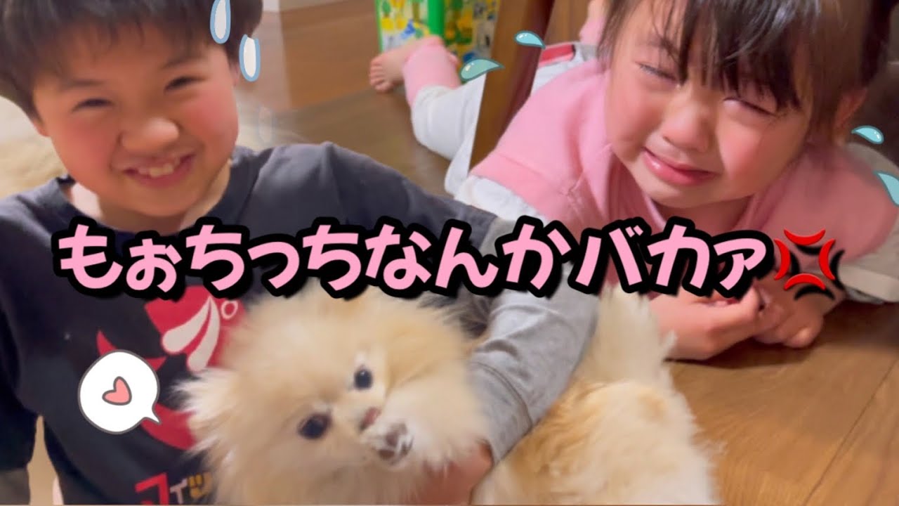 【日常】悪くないのにお兄ちゃんのせいにしてギャン泣きしちゃう妹