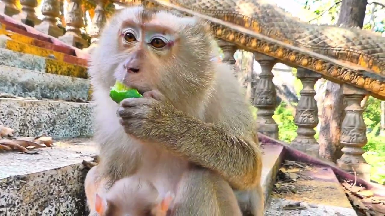 Satisfying Eating ASMR – No Talking, Only Pure Nature Sounds 🎧🐒