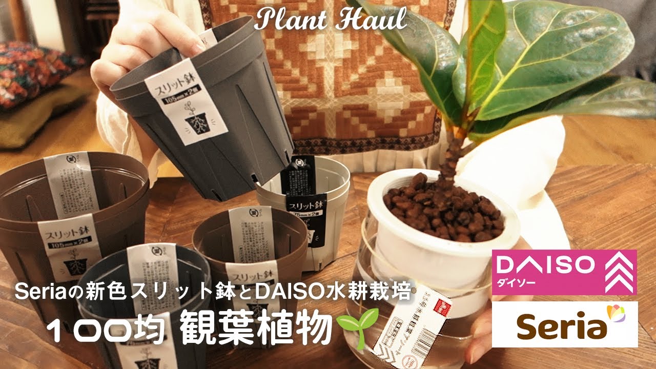 【plant】100均観葉植物丨ハイドロボールに植え替え丨DAISO水耕栽培アソートとSeriaの新色スリット鉢丨水耕栽培丨Houseplants