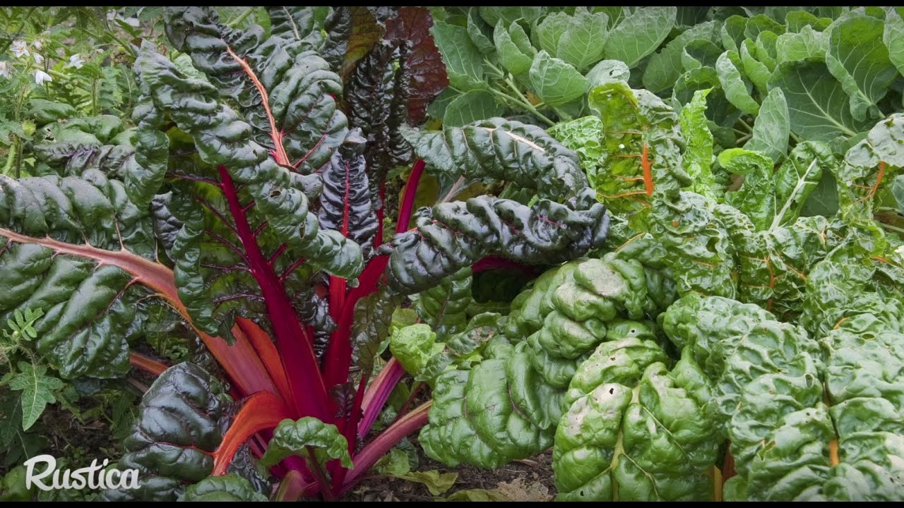 Des poirées bigarées au potager