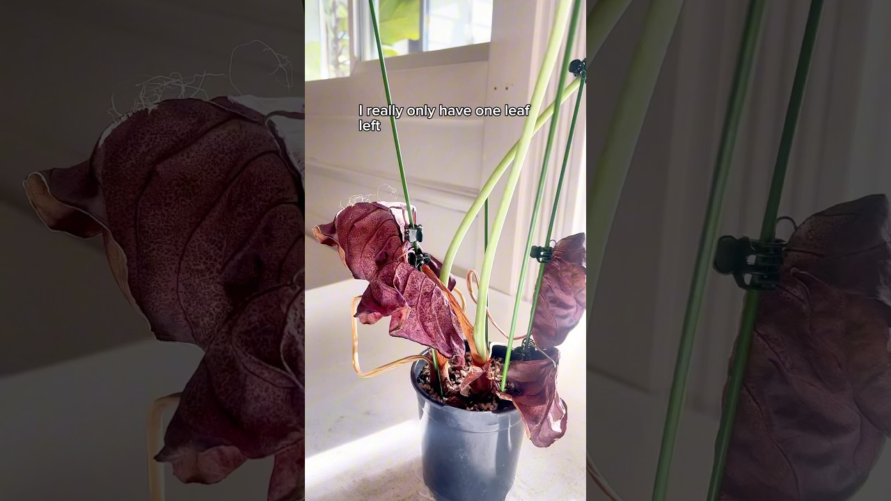 Spider mite damage in only 8 days. Next growing the forms #plantcare #indoorplants #spidermites