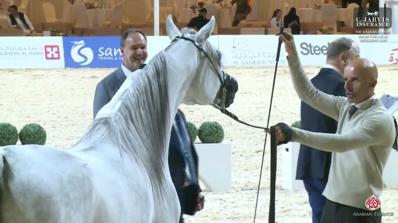 The AHS For Local Breeders 2026 Almortajaz   Class SMC