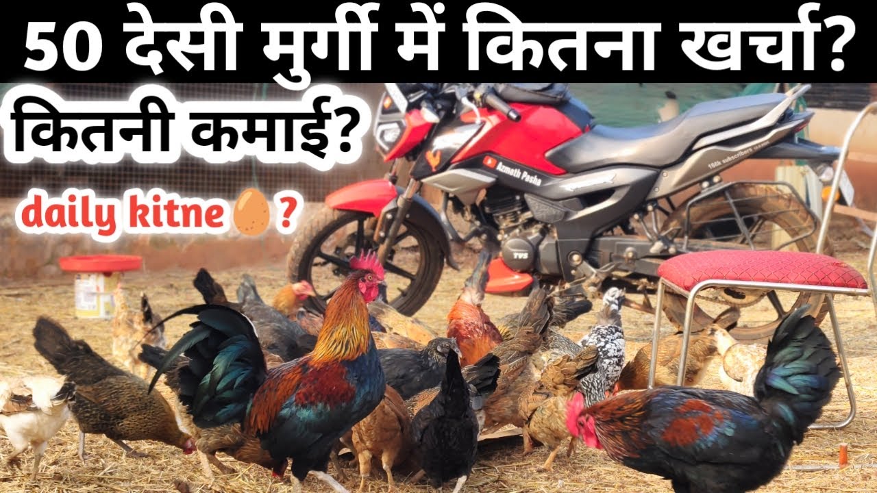 50 desi murgi palan ki sampurn jankari | desi murgi farm