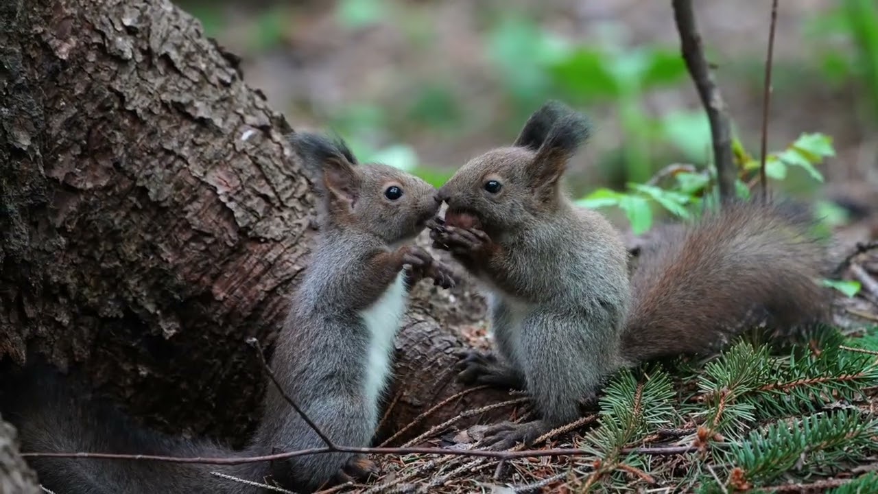 [4K]エゾリスの子供 baby squirrels