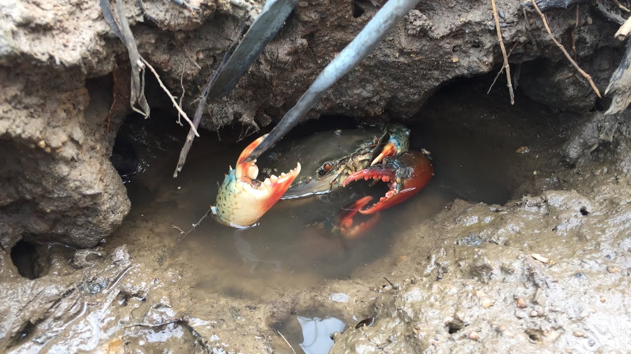 Catching HUGE Mud Crabs in the Swamp After Low Tide!