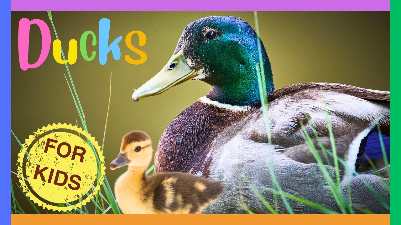 УТКИ для детей🦆 Интересные факты об утках и утятах для малышей🦆 Развивающие видео для детей
