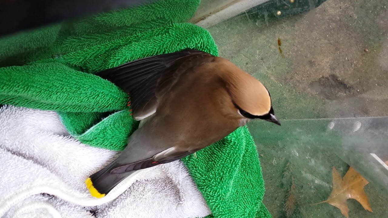 drunk cedar waxwing