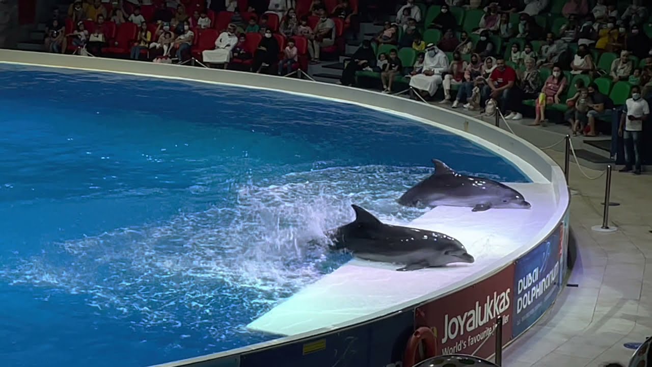 Dolphin Show| Dubai Dolphinarium| Part 2
