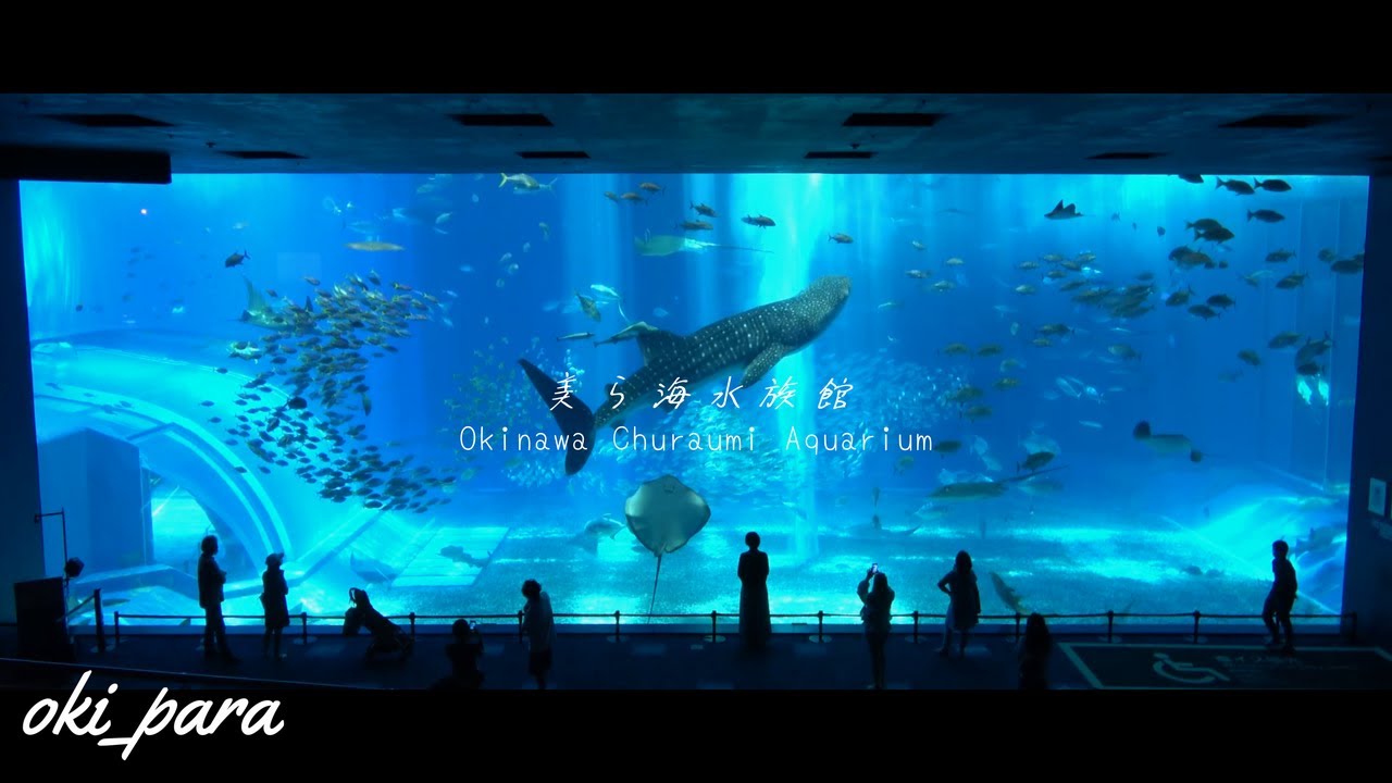 【沖縄】美ら海水族館 黒潮の海 ジンベイザメ/クラゲ Okinawa Churaumi Aquarium Whale shark Healing/Soothing/sleep/slow time