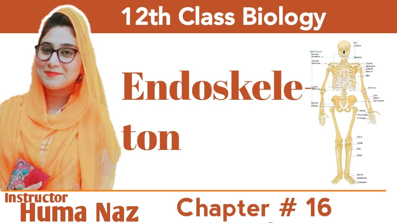 Endoskeleton in Urdu Hindi || Chapter#16 || 12th Class Biology