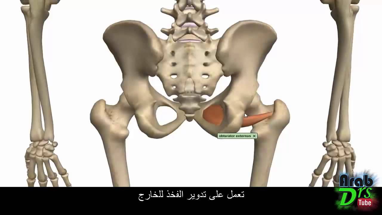 عضلات الفخذ و الناحية الأليوية ٢ /ملخص/ {تشريح الطرف السفلي}