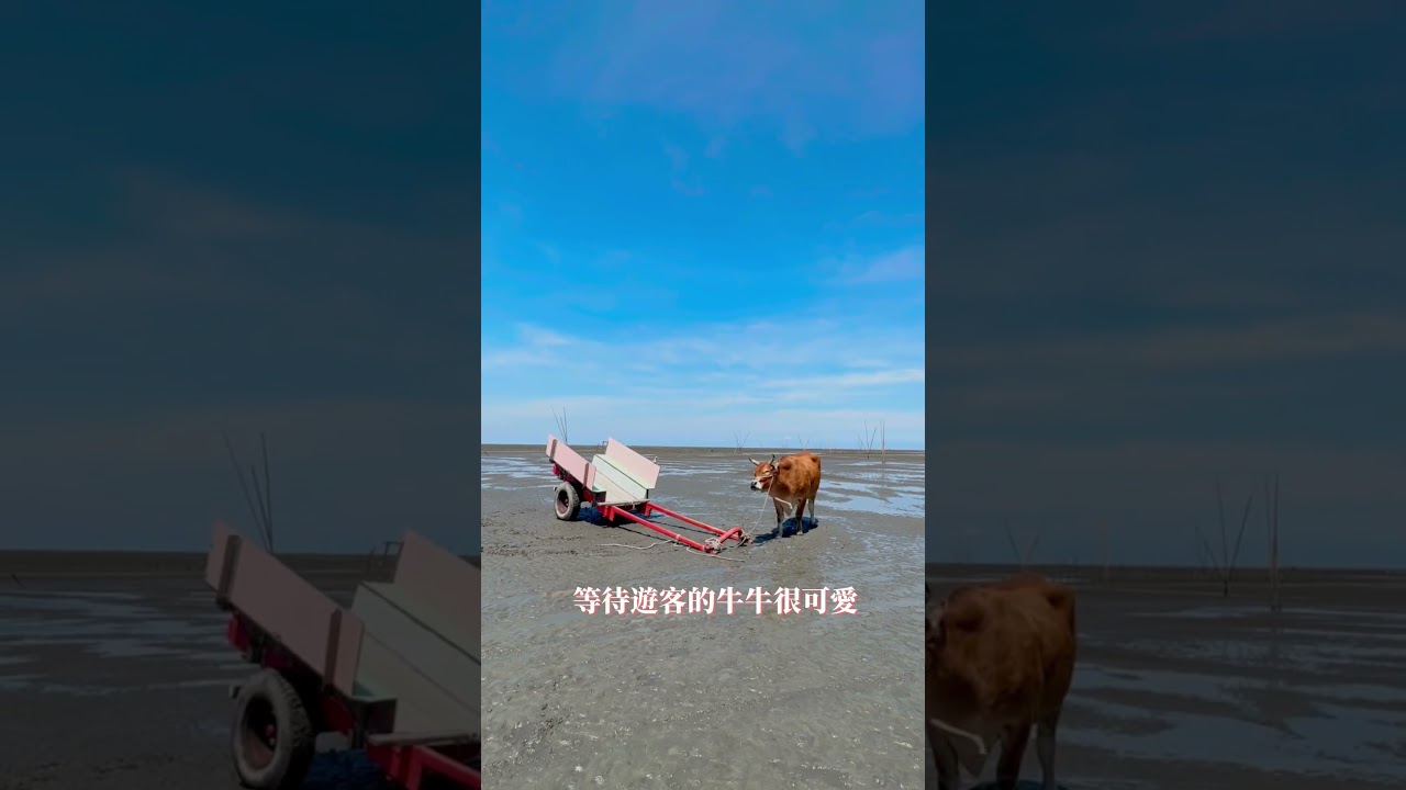 《彰化。超好玩景點》芳苑潮間帶抓螃蟹、挖蛤仔、烤鮮蚵～適合親子同樂～中部旅遊景點推薦😊 2023年6月30日
