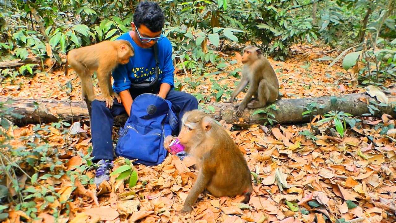 Sweet time monkey Libby & and her son Brady Leo Lily come eat food & milk meet while I'm feed them