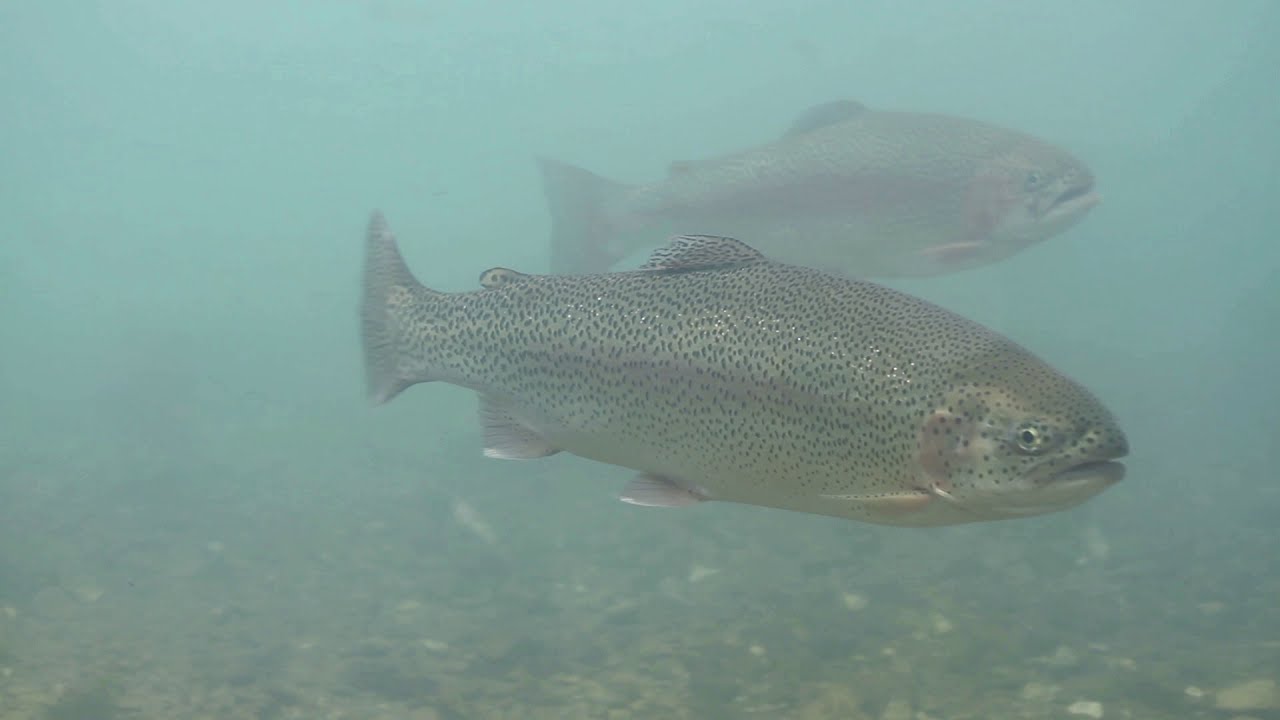 Rainbow trout underwater (Oncorhynchus mykiss)