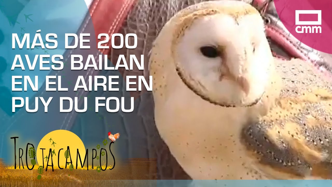 200 aves bailan en el aire en Puy Du Fou | Trotacampos