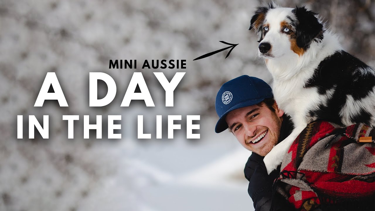 Day In The Life Of A Mini Aussie