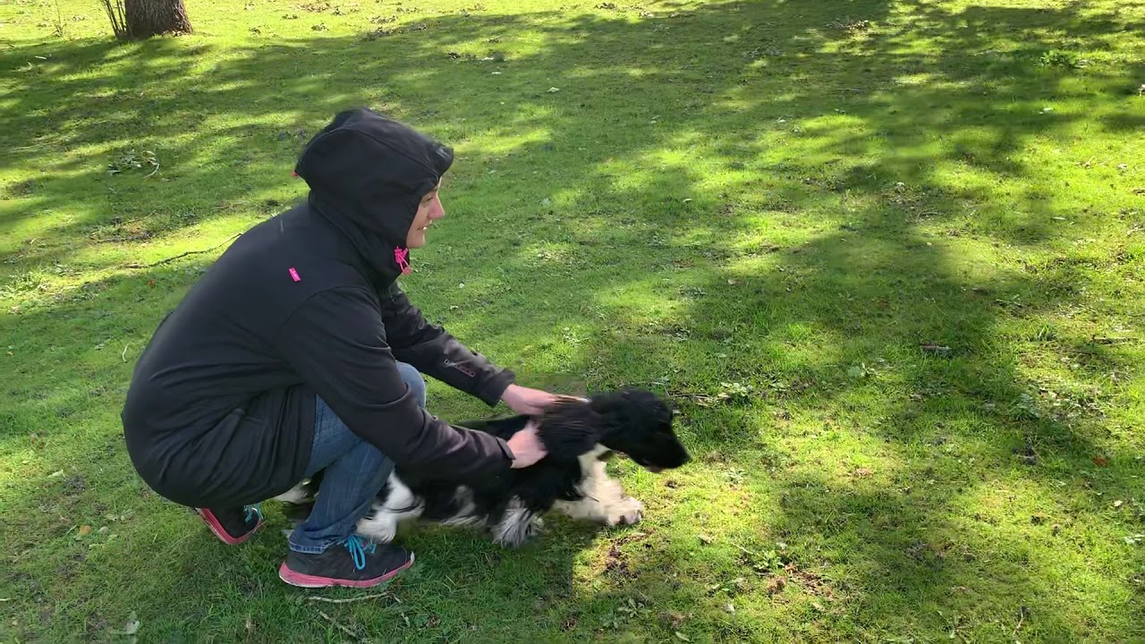 Apportering dummy 24/9
