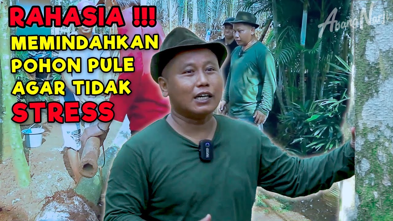 RAHASIA !!! MEMINDAHKAN POHON PULE AGAR TIDAK STRESS