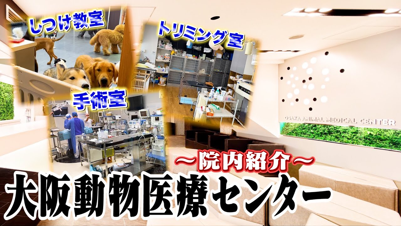 【日本最大級】WOLVES Hand動物病院グループのTOP★【大阪動物医療センター】病院紹介です！！