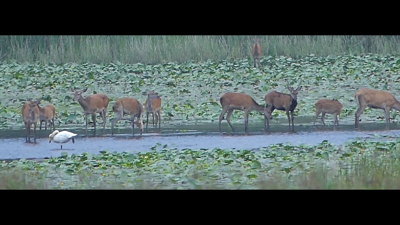 Rotwild - Brunft in der Teich - Lausitz steht kurz bevor ... !