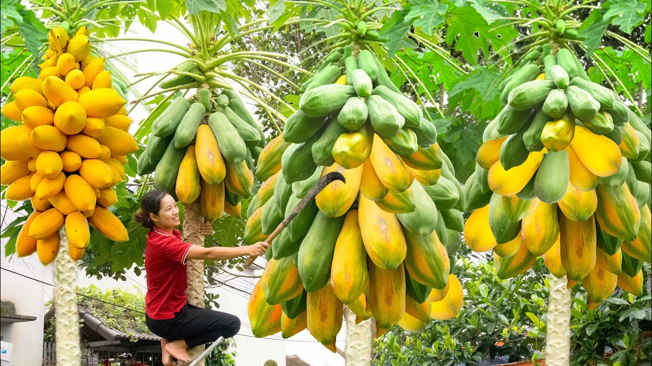 Harvest Giant Papaya, Make delicious Papaya jelly Go to the market to sell | Phuong - Harvesting