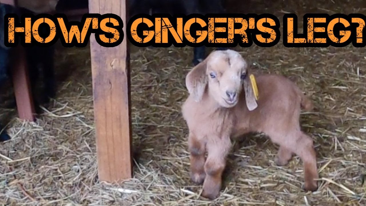 How's Ginger The Kiko Baby Goat's Leg?