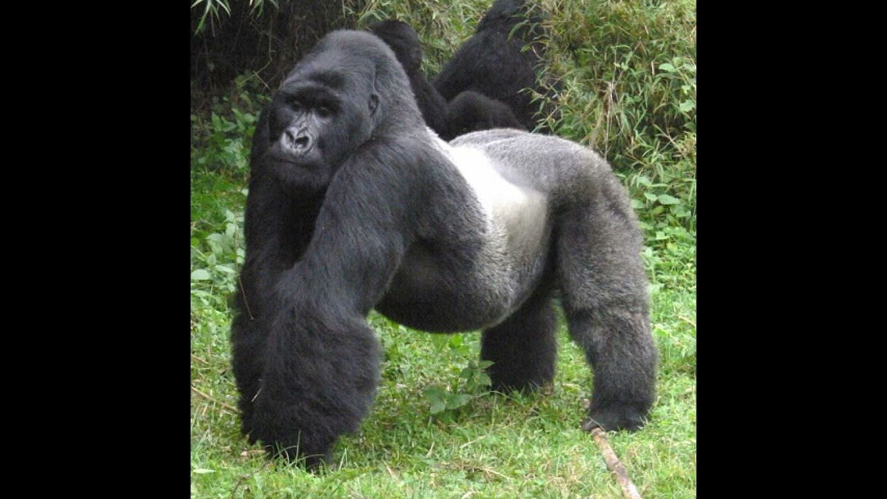 Mountain Gorilla Sound Effects 🦍 🔊