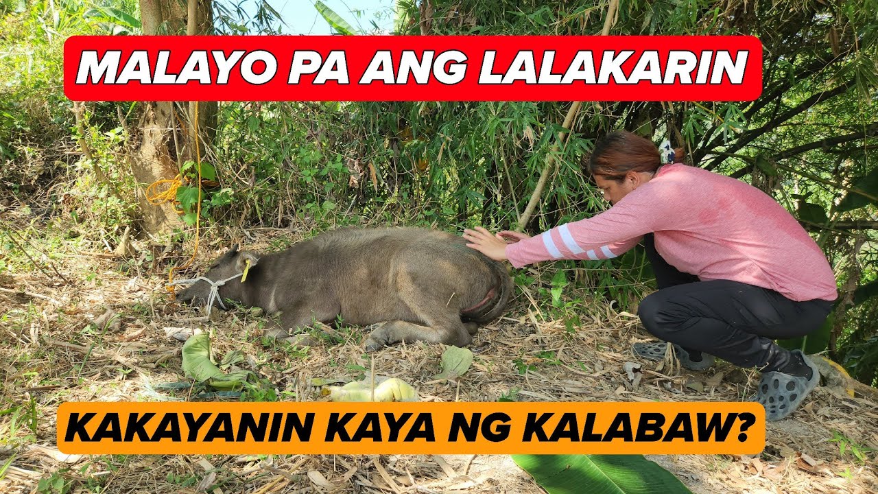 ANG PAGHATID NG KALABAW SA BUNDOK NAPAHIGA SA SOBRANG PAGOD