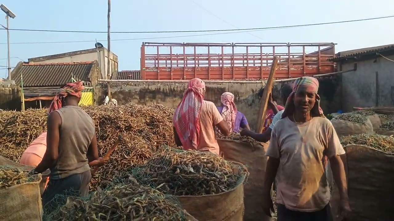 Dry fish loading