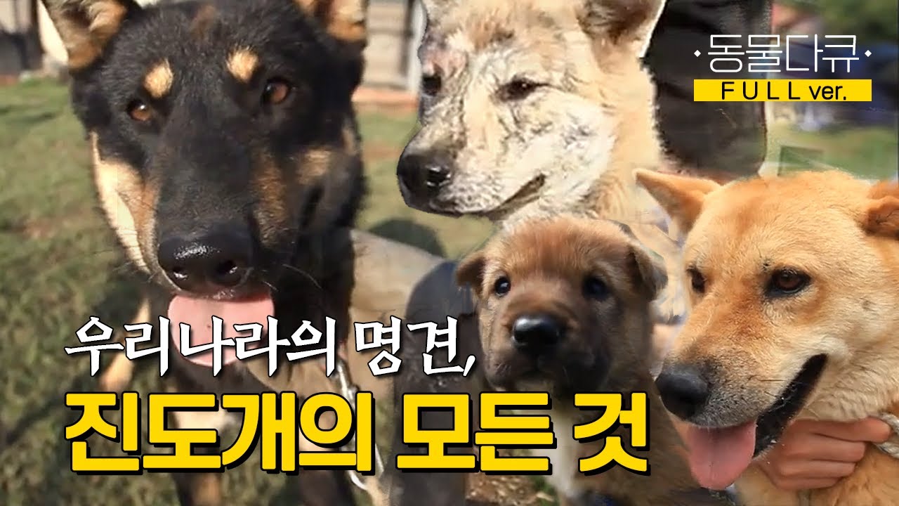 [풀버전] 한국을 닮은 진도개 ✨ 우리가 몰랐던 진도개에 대한 모든 것!ㅣKBS 131030 방송