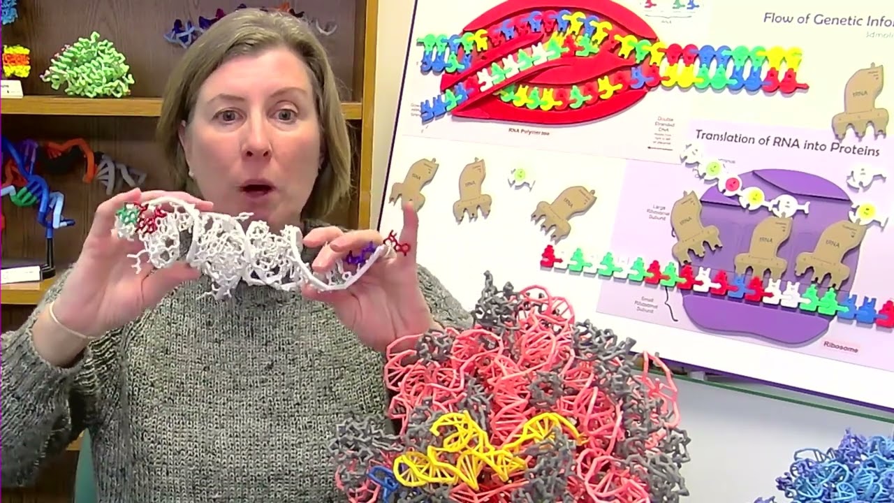 Introduction to Non-Coding RNA