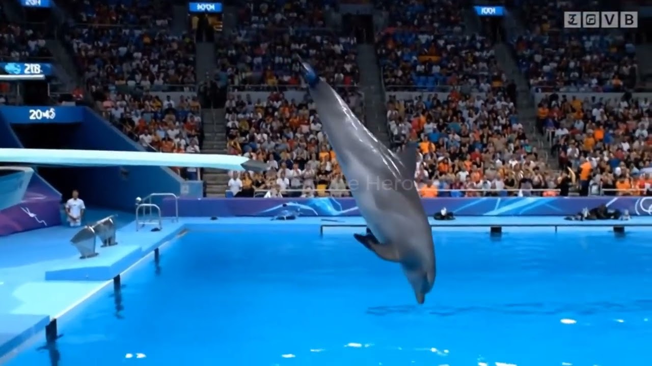 🐒🐧 Animal Olympic Dive 🏊‍♂️😂 | Funny Animal Moments Compilation 🐶🦆 #AnimalOlympics #FunnyAnimals