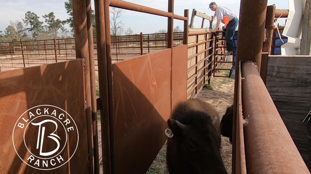 Ep. 368 - Bison Calves went Psycho on the homestead!