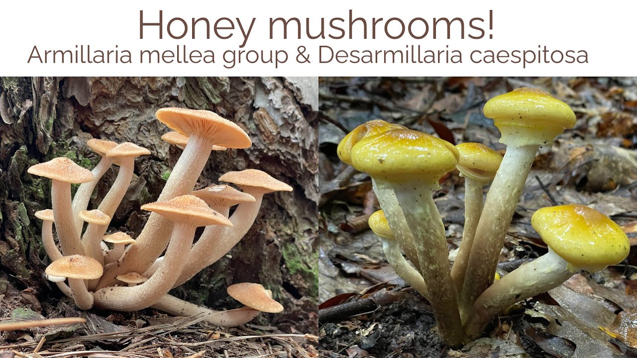 Honey mushrooms! Armillaria mellea group, Desarmillaria caespitosa, and glowing parasitic mycelium