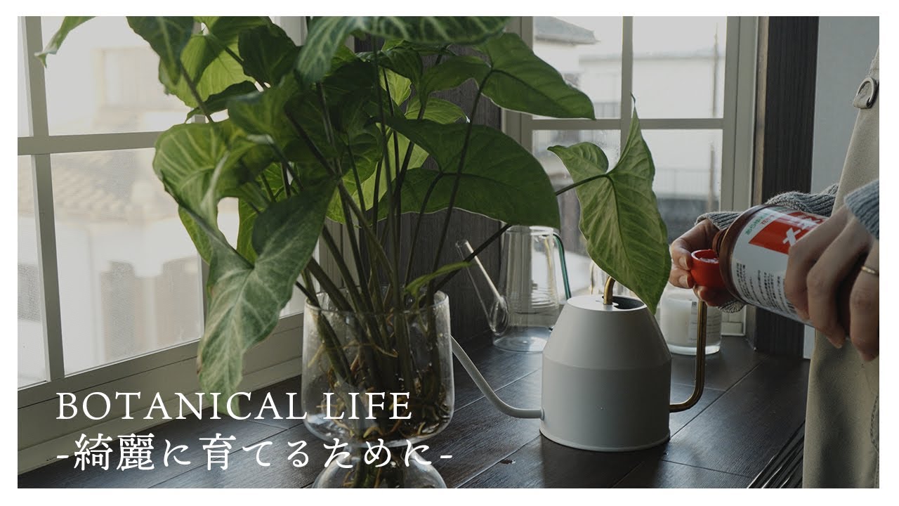 【園芸用品3選】観葉植物を室内できれいに育てるためのおすすめ便利グッズ