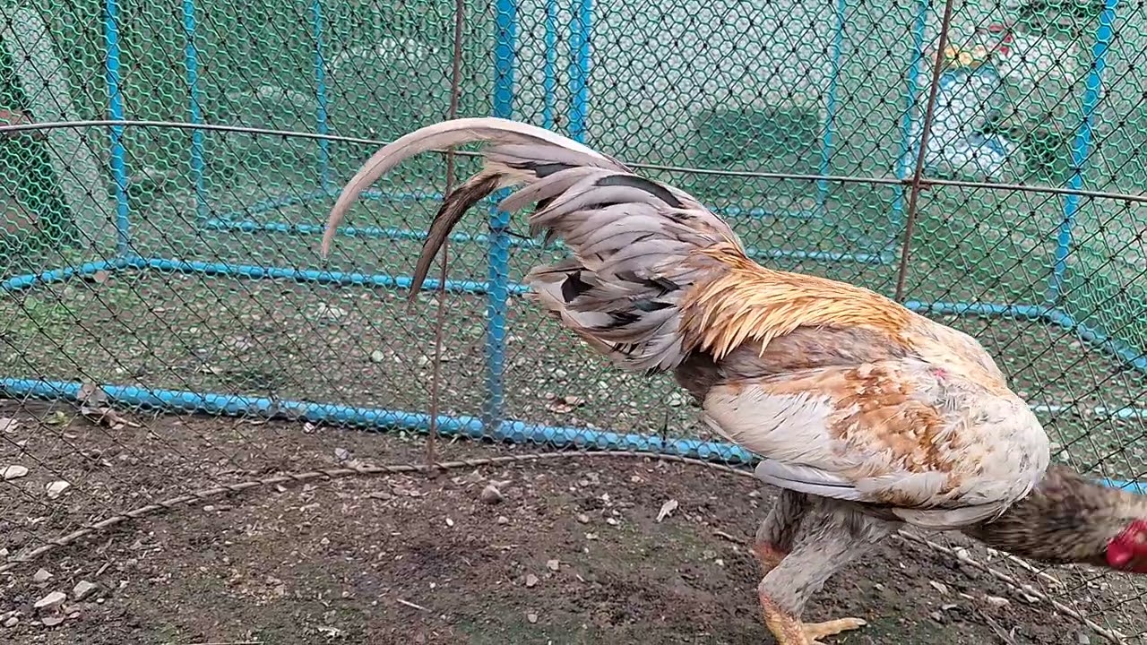 ไก่พม่าม้าล่อหนุ่มๆ#ไก่ชนพม่า #rooster 