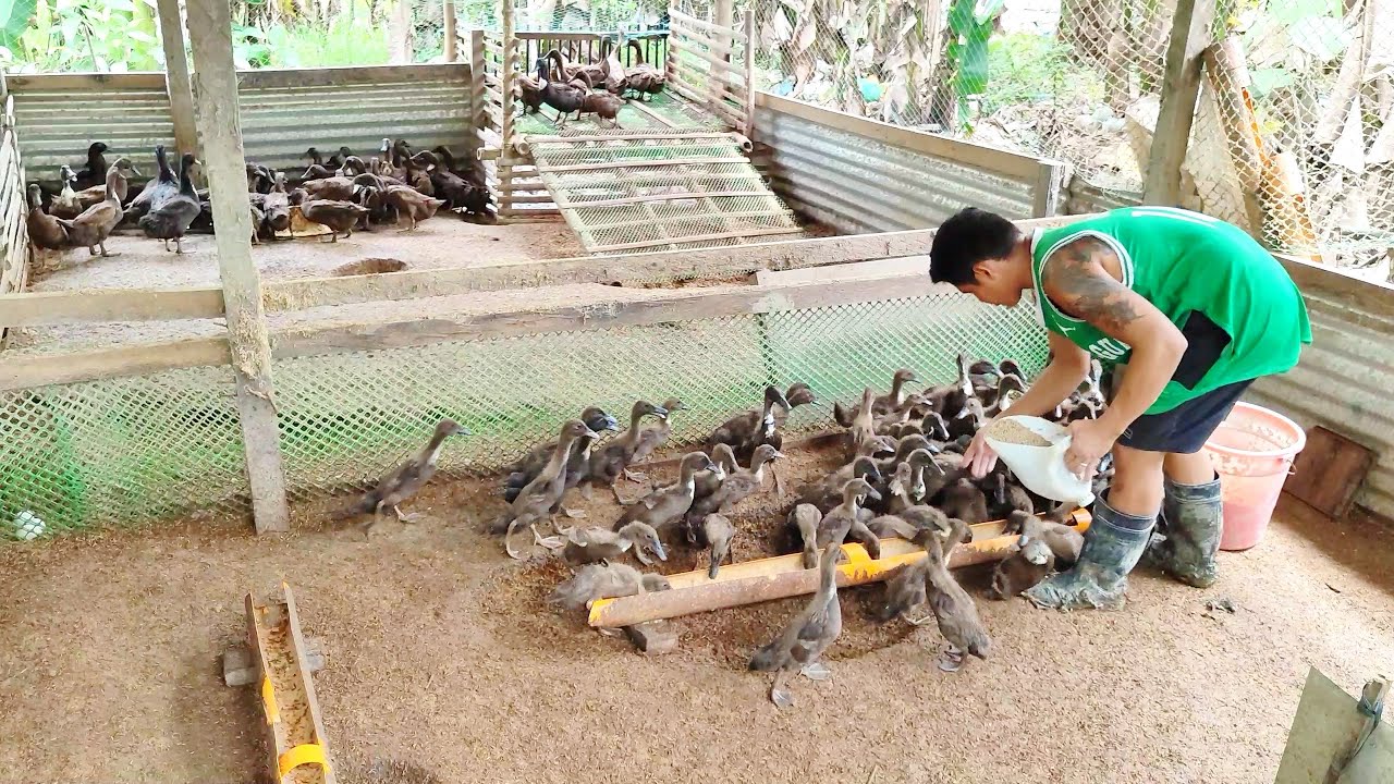 FEEDING TIME My 6 Weeks Old Ducklings