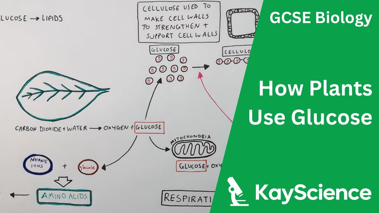 Биология (GCSE) – Как растения используют глюкозу
