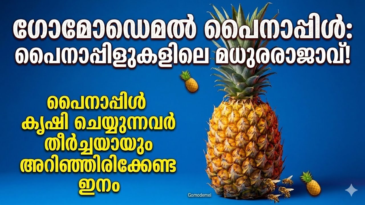 മധുരത്തിൽ രാജാവ് || GOMO DE MEL || 94960 23400