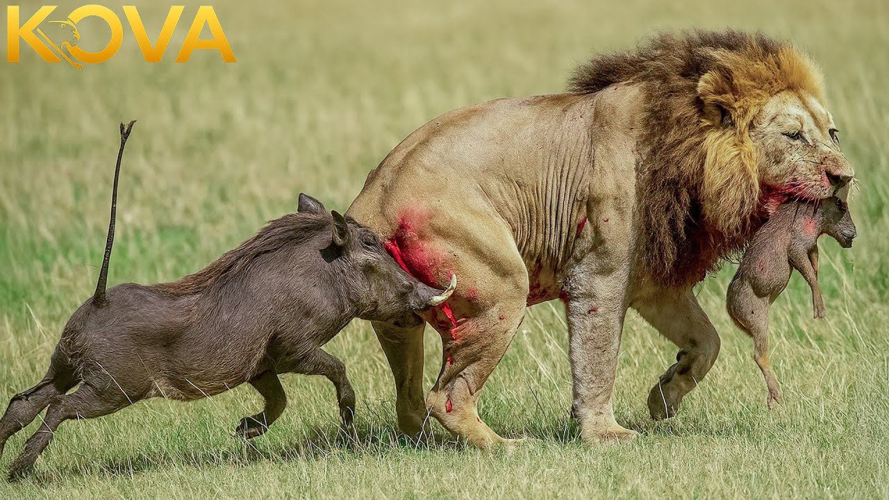 The Invincible Warrior Of The African Savannah | Wild Animals