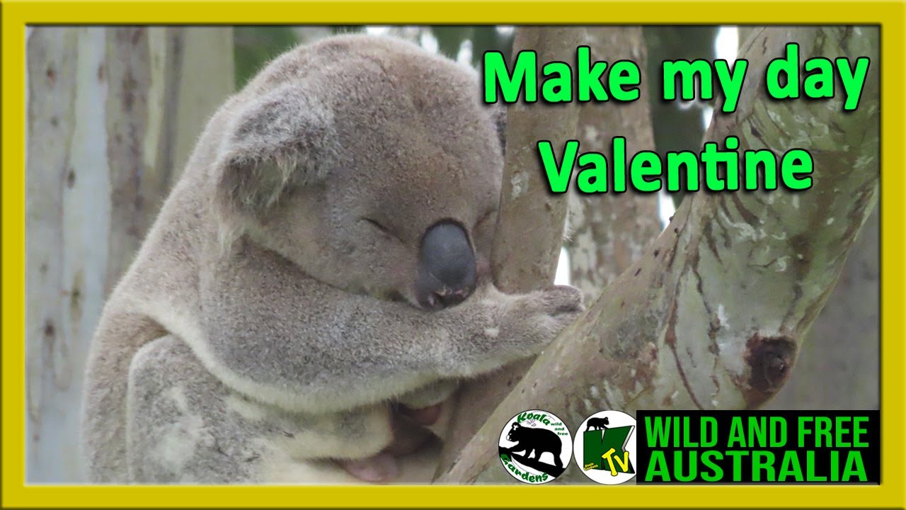 Valentine sleeps for hours then wakes and moves up a giant red gum tree to eat fresh eucalyptus leaf