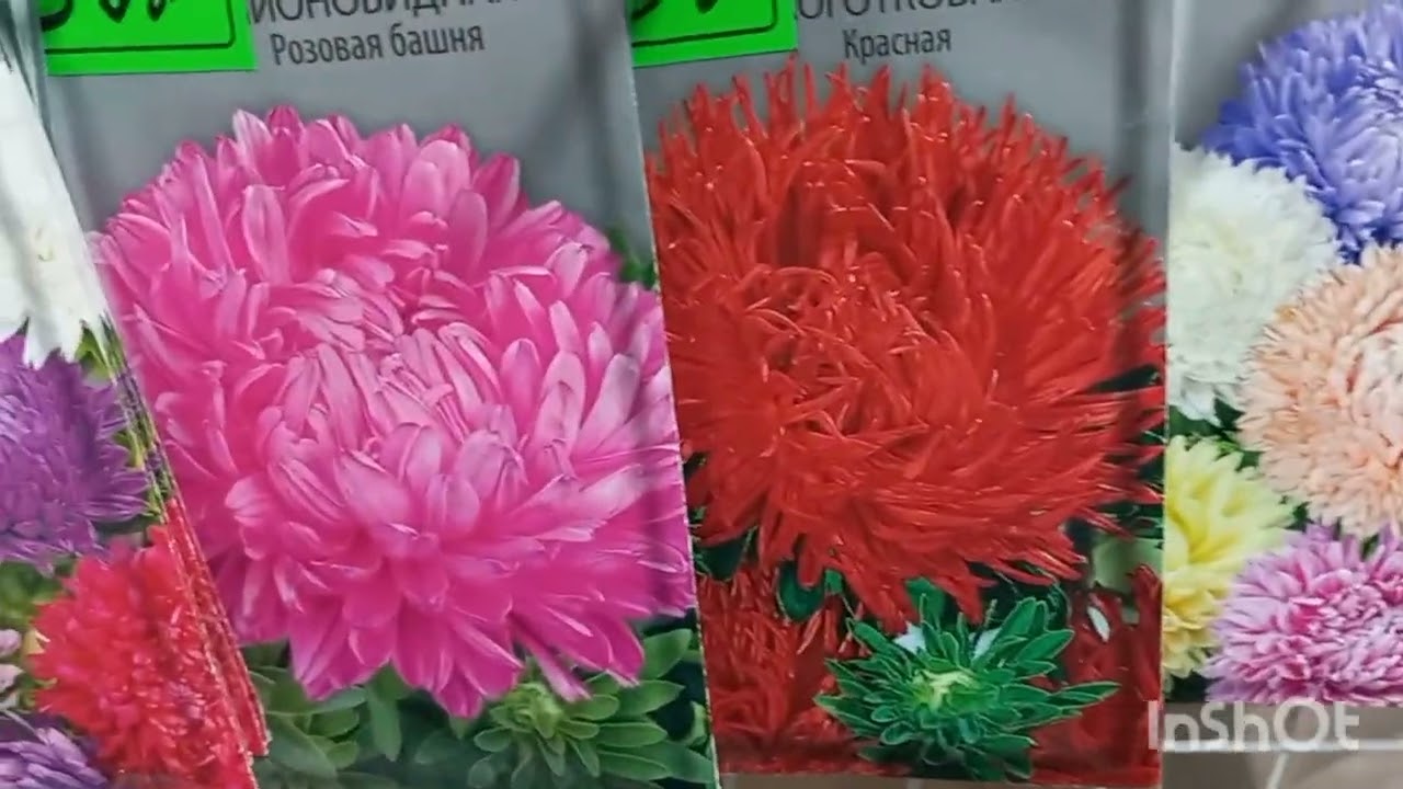 ТОШКЕНТ ЧОРСУ ГУЛ БОЗОРИГА БОРДИМ🪴🪴🪷🪷🌺🌺🌷🌷🪻🪻🏵🏵🪷🪷