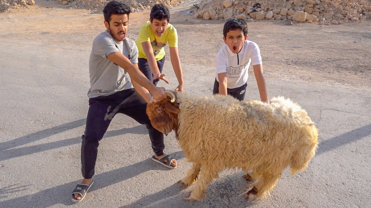 عيد الأضحى🐑محاولة هروب الخروف😂