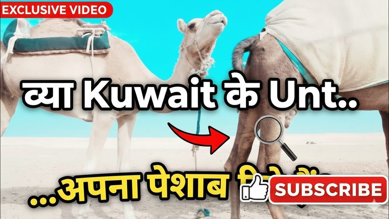 🏜️🐫 Unton ki Ye Ajeeb Aadat Dekh Kar Hairan Rah Jayenge#KuwaitDesert #CamelFacts #DesertLife 