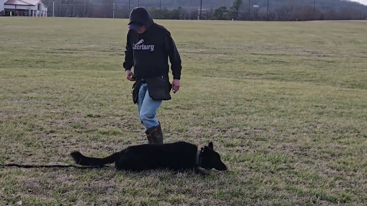 Windy dry track dog misses last article 022426